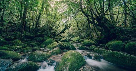Odwiedził japoński starożytny las. Był inspiracją do stworzenia "Księżniczki Mononoke"