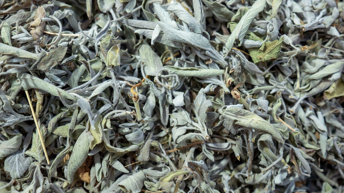 Suszona szałwia ma więcej niż intensywny aromat
