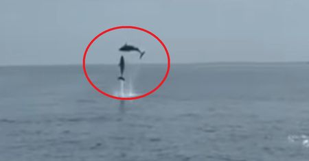 Nagranie z Chorwacji. Niezwykłe sceny na Adriatyku