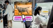 Wymarł 200 lat temu. Ten gatunek może powrócić