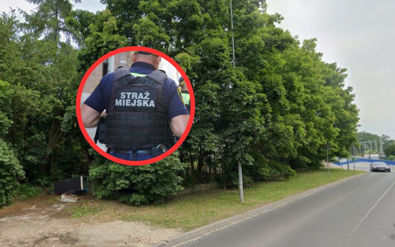 Poszedł za odorem, znalazł zwłoki świni w klatce. "Badania naukowe"