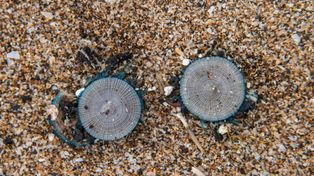 Zamknięte plaże w turystycznym raju. Na brzegu zauważono niebieskie meduzy guzikowe