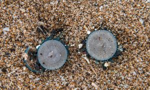 Zamknięte plaże w turystycznym raju. Na brzegu zauważono niebieskie meduzy guzikowe