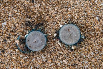Zamknięte plaże w turystycznym raju. Na brzegu zauważono niebieskie meduzy guzikowe