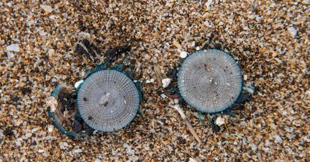 Zamknięte plaże w turystycznym raju. Na brzegu zauważono niebieskie meduzy guzikowe
