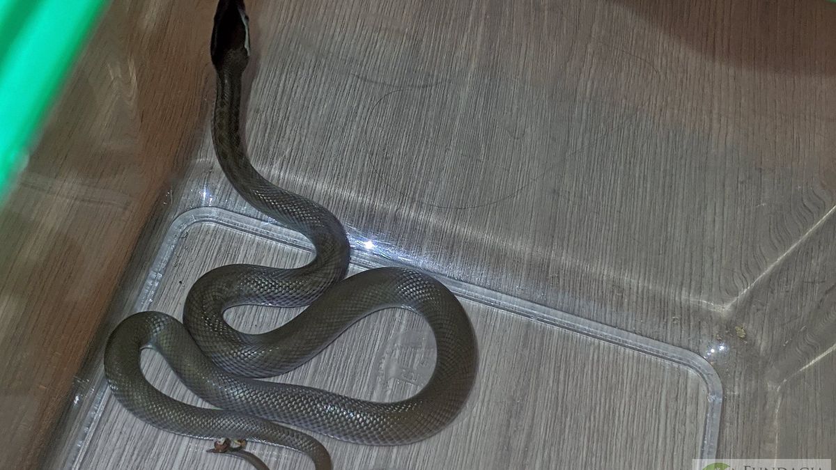 Wąż spadł na plecy mieszkańca bloku w Lublinie 