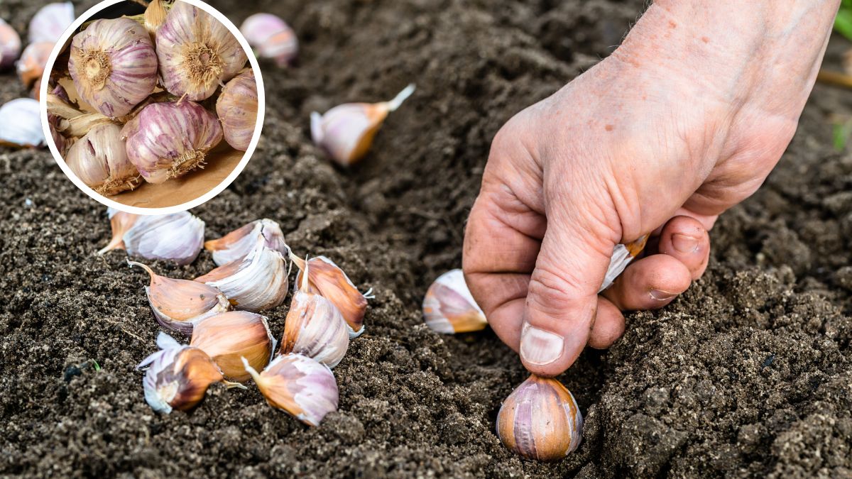 Jak sadzić zimowy czosnek?