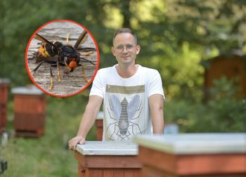 Szerszeń żółtonogi w Małopolsce. Gniazdo miało około 1 tys. robotnic