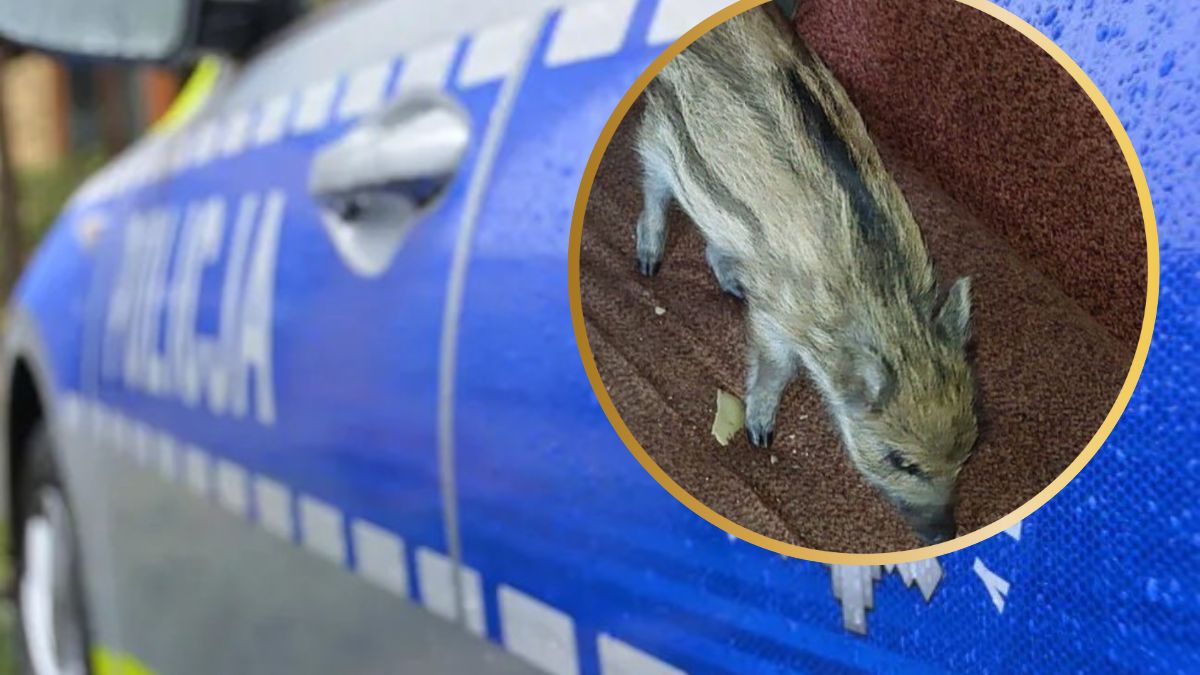 Mieszkaniec Garwolina (woj. mazowieckie) przejęty losem małego dzika, zabrał go z lasu i przygarnął pod swój dach