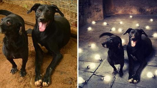 Psi świat w obiektywie Sarloty Ban 1