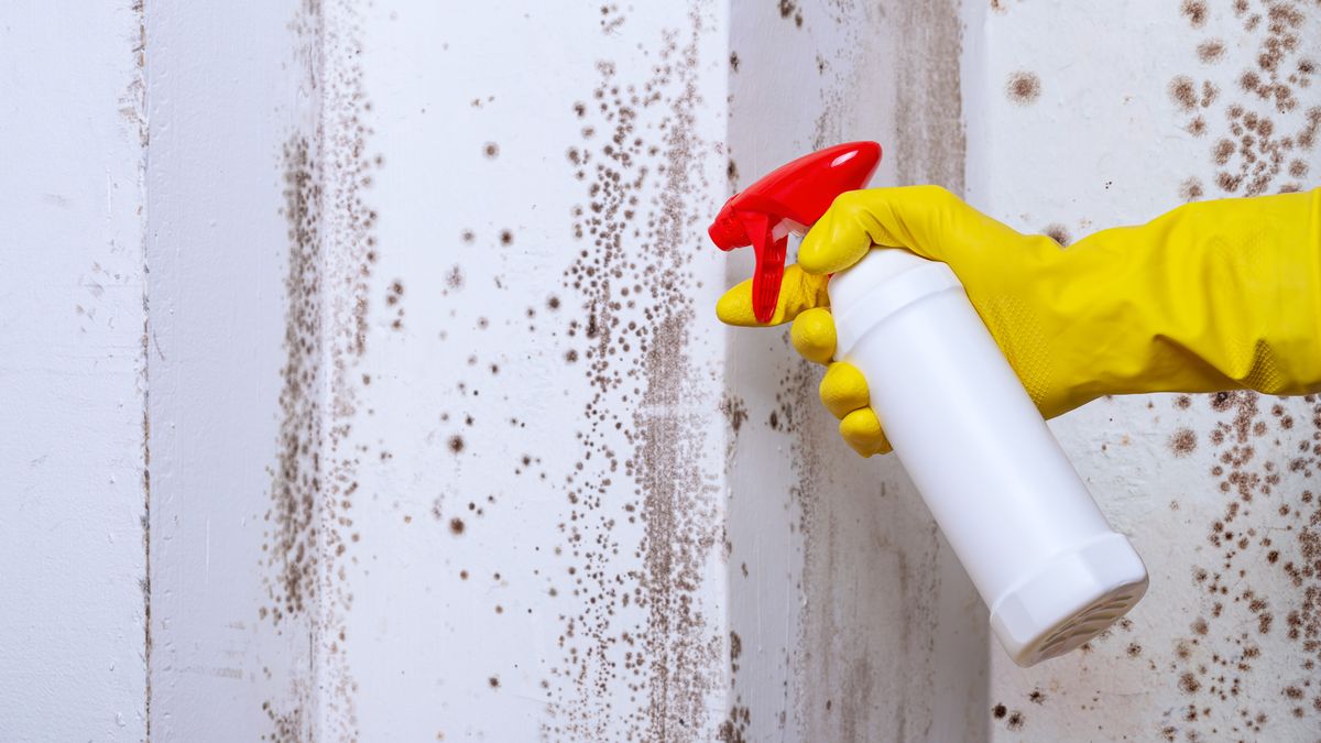 Usuwanie pleśni domowym sposobem