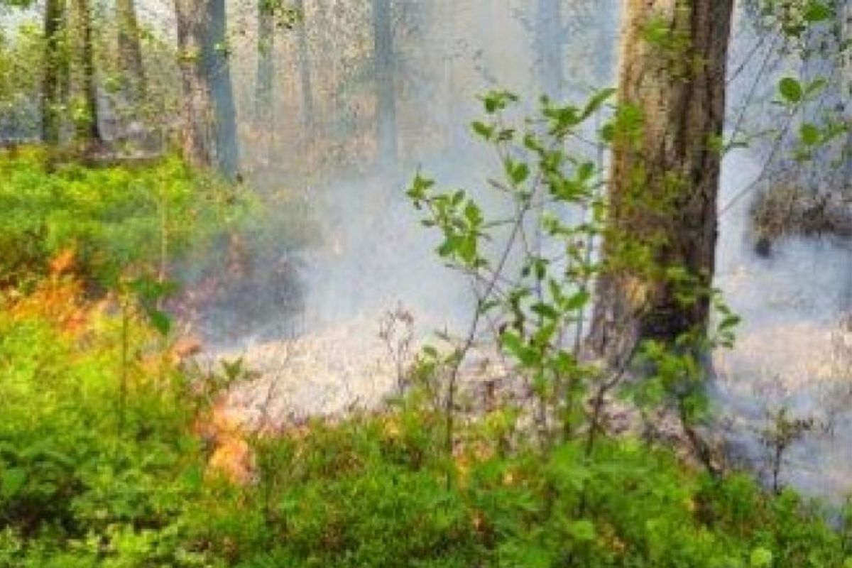 Spłonęło 15 hektarów lasu w Snochowicach. W akcję zaangażowano samoloty gaśnicze i policyjny Black Hawk