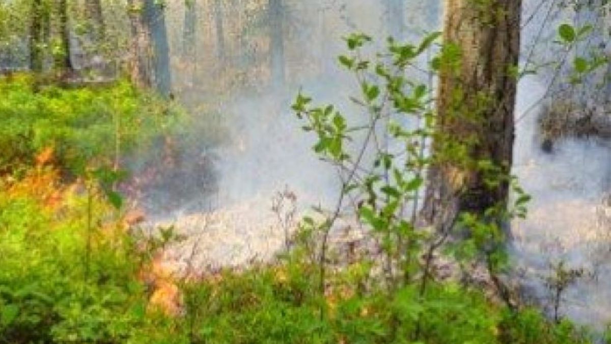 Spłonęło 15 hektarów lasu w Snochowicach