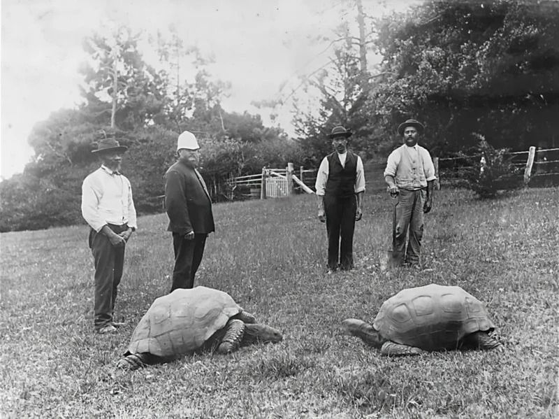 Jonathan (po lewej) w 1886 roku. Jego wygląd i zachowanie wskazywały na to, że jest już w pełni dojrzałym żółwiem.