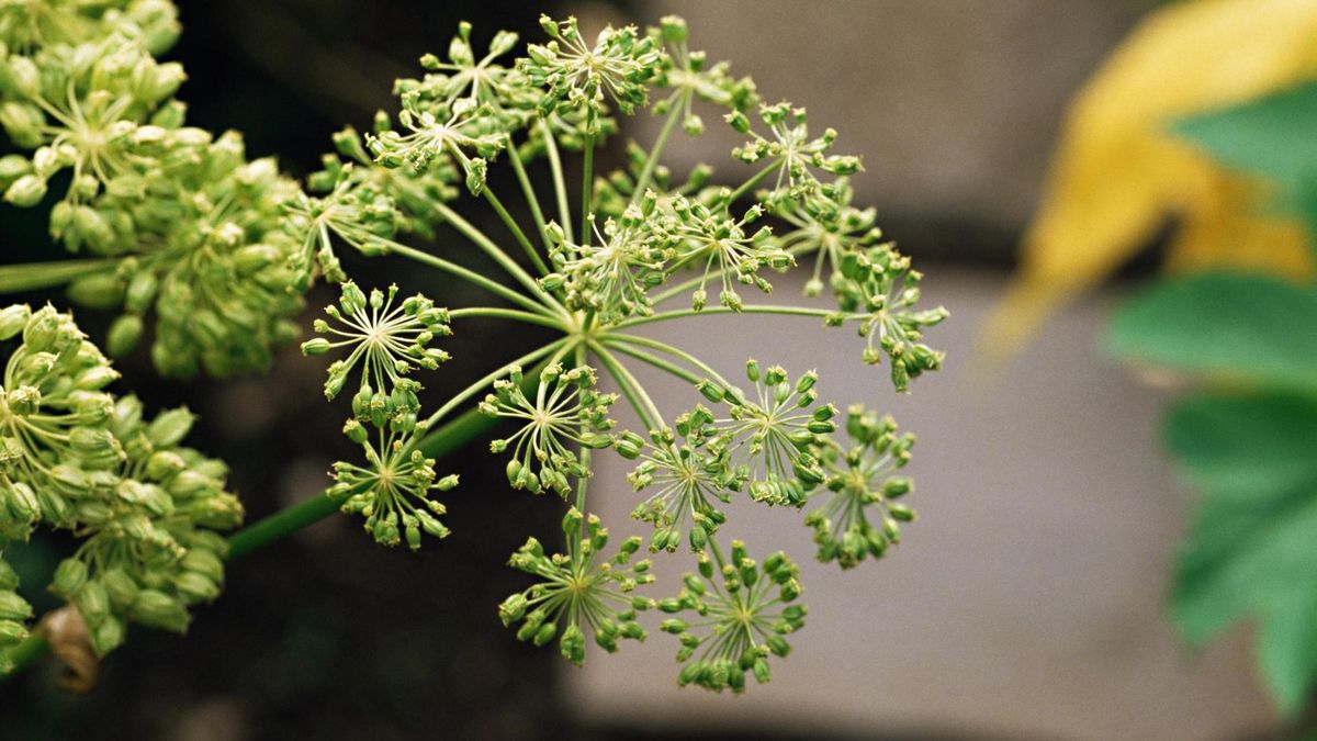 Arcydzięgiel litwor, czyli roślina, której właściwości doceniano już w średniowieczu.