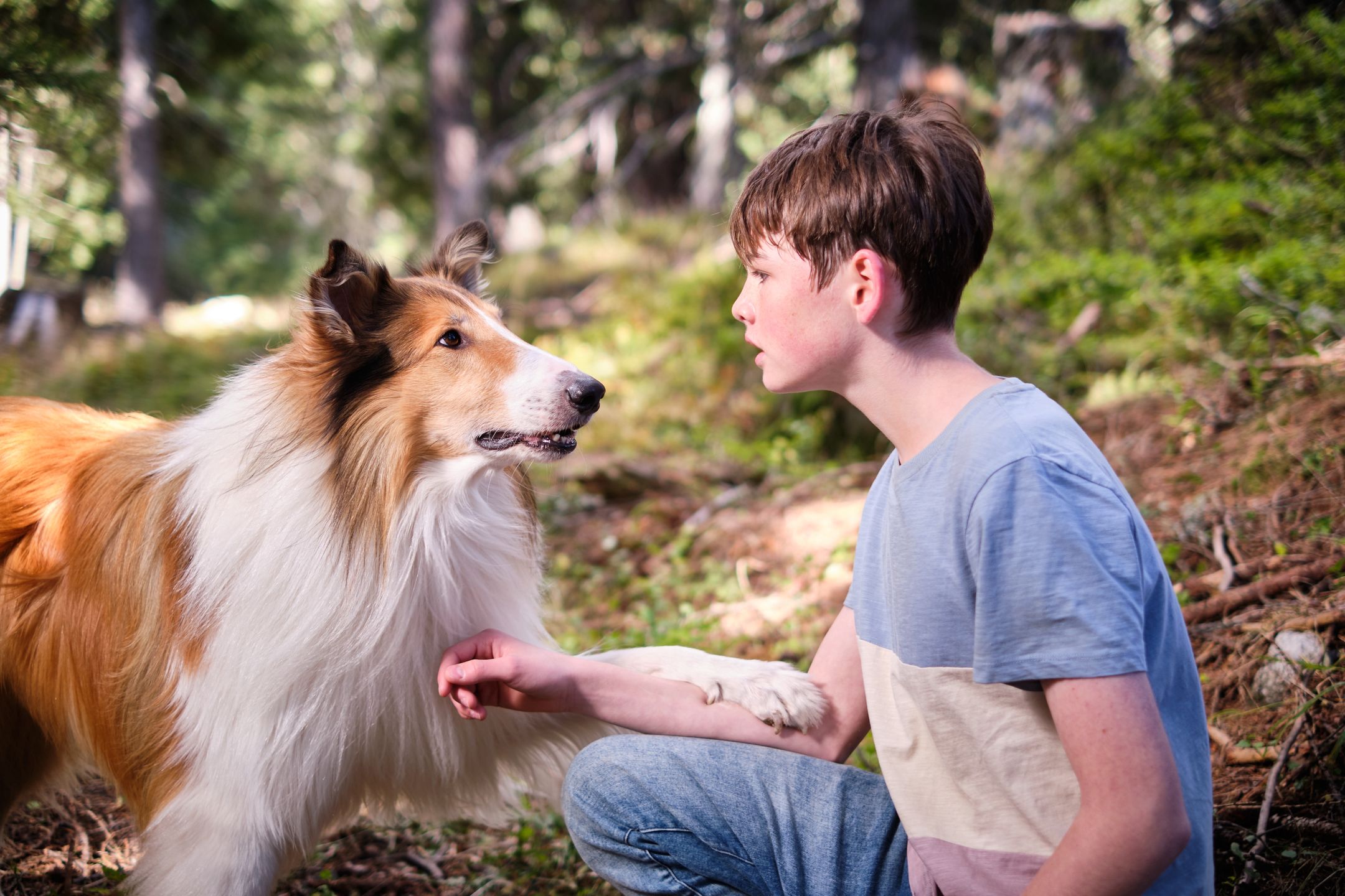 Lassie. Nowe przygody