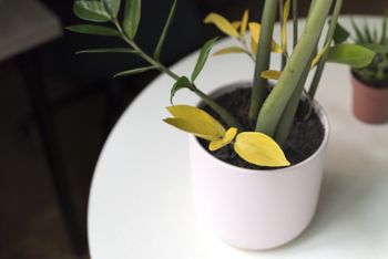 Zamiokulkas ma żółte liście? To przez ten błąd roślina marnieje