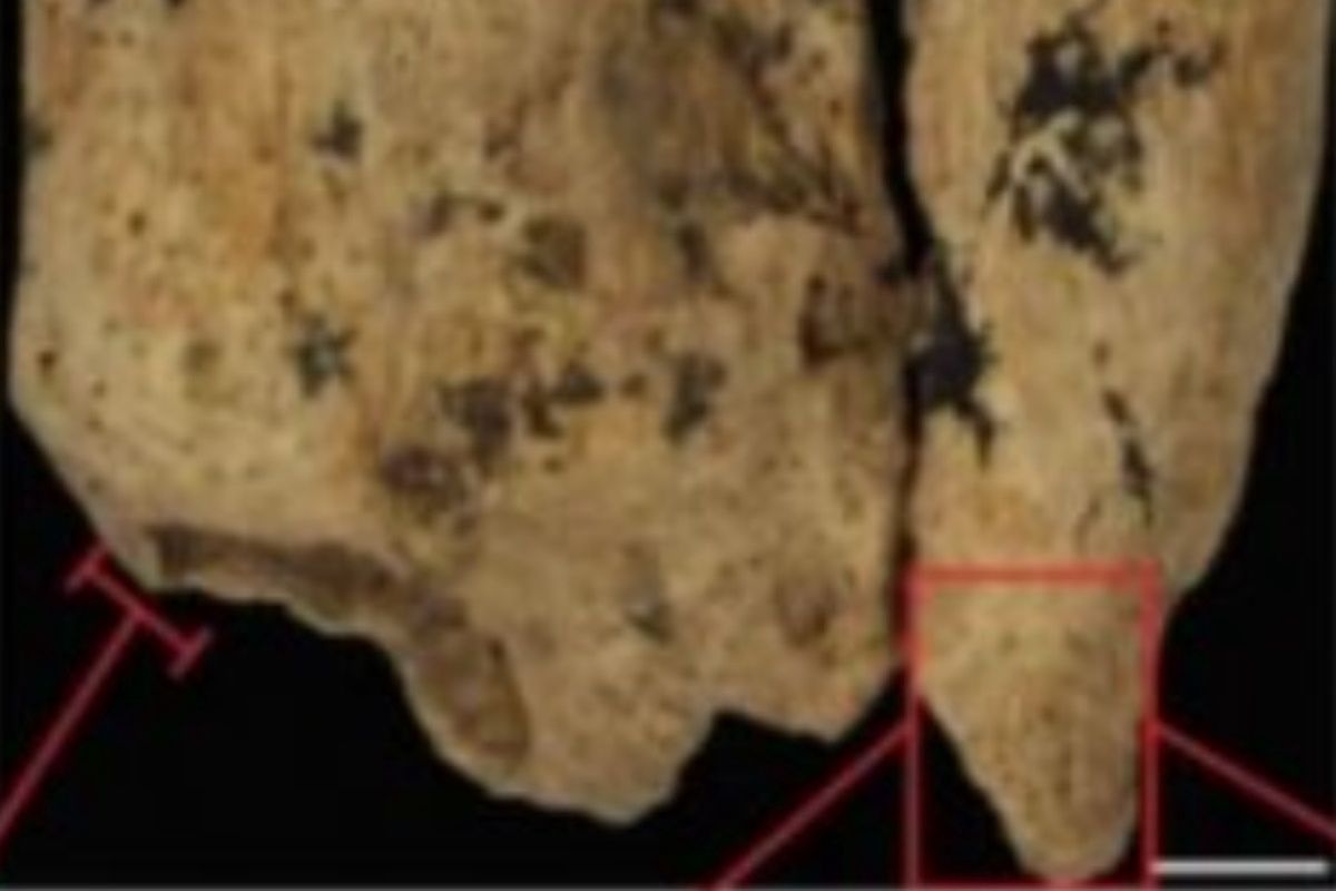Ludzki szkielet sprzed 31 tys. lat. Jeden zaskakujący szczegół
