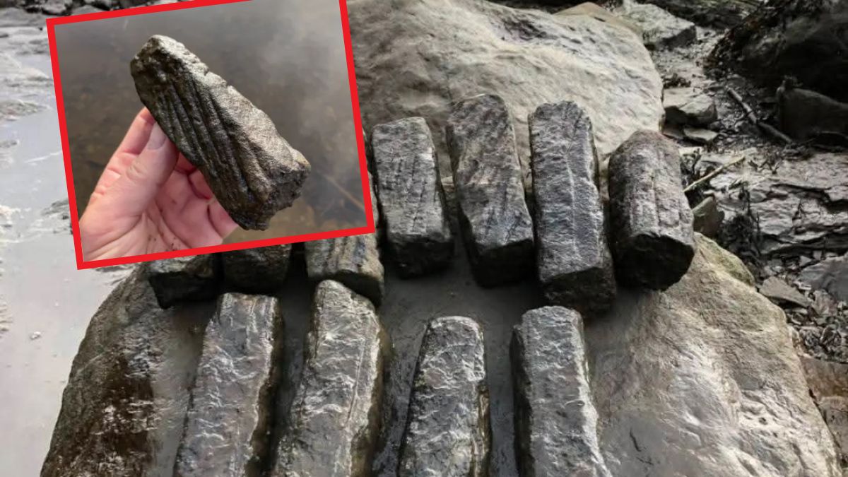 Odkryto ponad 800 osełek