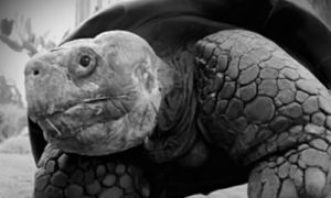 Żyła w trzech różnych stuleciach. Odeszła  Gramma