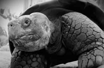 Żyła w trzech różnych stuleciach. Odeszła  Gramma