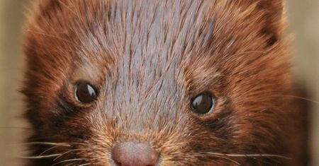 Koronawirus rozprzestrzenia się na farmach norek. Zabito już ponad milion zwierząt