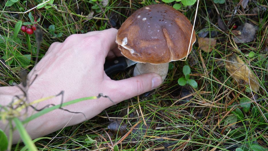Grzyby w październiku. Te gatunki można zbierać