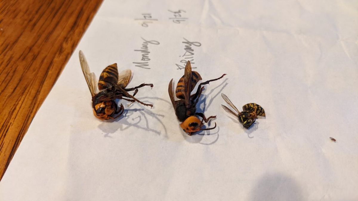 Schwytane szerszenie azjatyckie obok osy