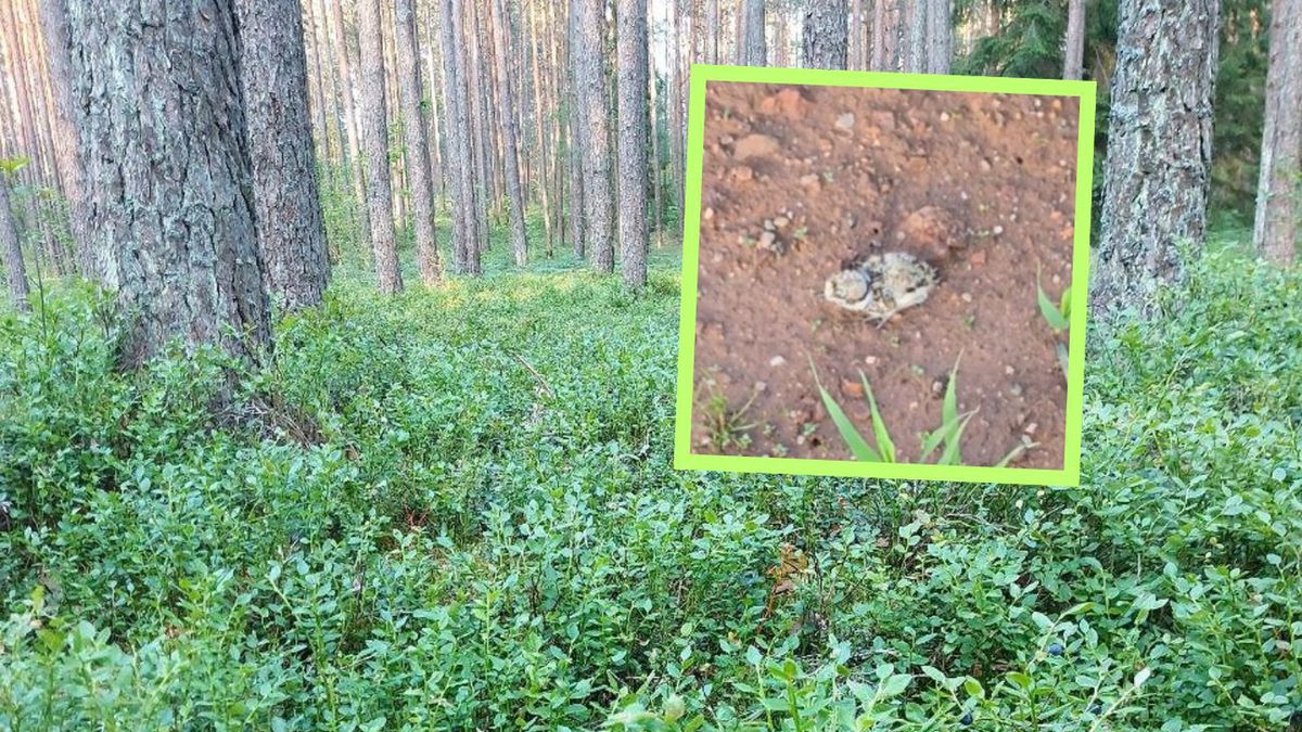 Uważaj, gdzie stawiasz krok. Ptaki lęgną się tuż pod nogami