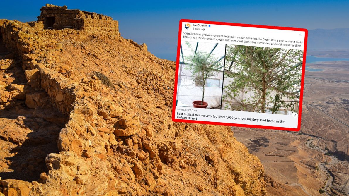 Naukowcy odkryli nasiono i ożywili biblijne drzewo