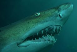 В Єгипті акула з'їла росіянина