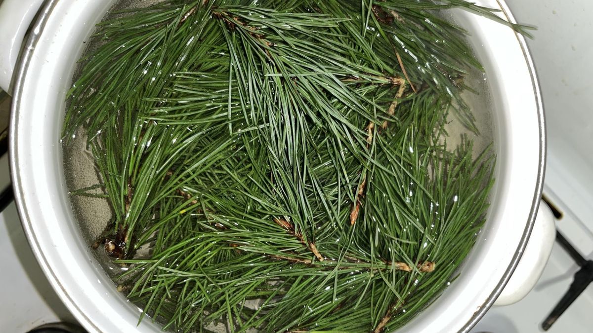 Eksperci z Narodowego Uniwersytetu w Seulu doszli do wniosku, że ekstrakt etanolowy z igieł sosny to potencjalny środek hamujący wzrost komórek nowotworowych