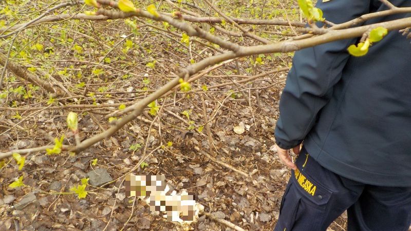 Warszawa. Makabryczne znalezisko na terenach koło zakładu utylizacji odpadów przy ulicy Zabranickiej. Strażnicy miejscy znaleźli coś, co wydaje się być ludzkimi kośćmi