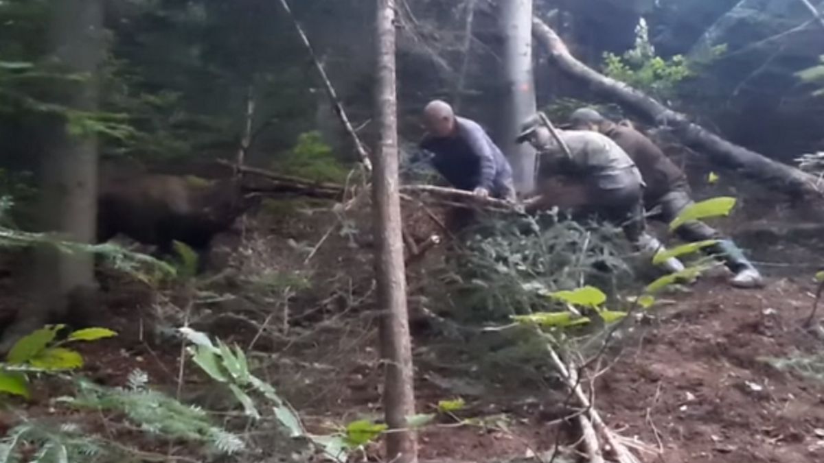 Leśnicy uwolnili jelenia