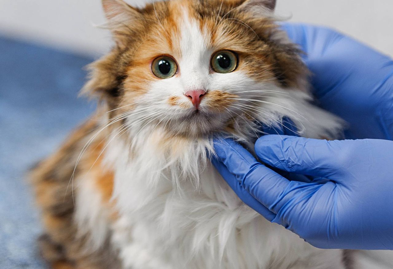 Oława: Schorowane zaniedbane koty w mieszkaniu pełnym śmieci. Były wychudzone i brudne