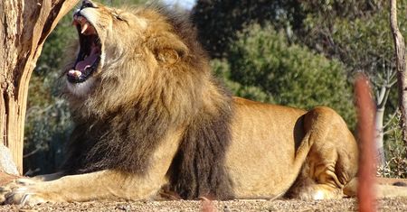 Australia. Lew zmasakrował pracownicę zoo