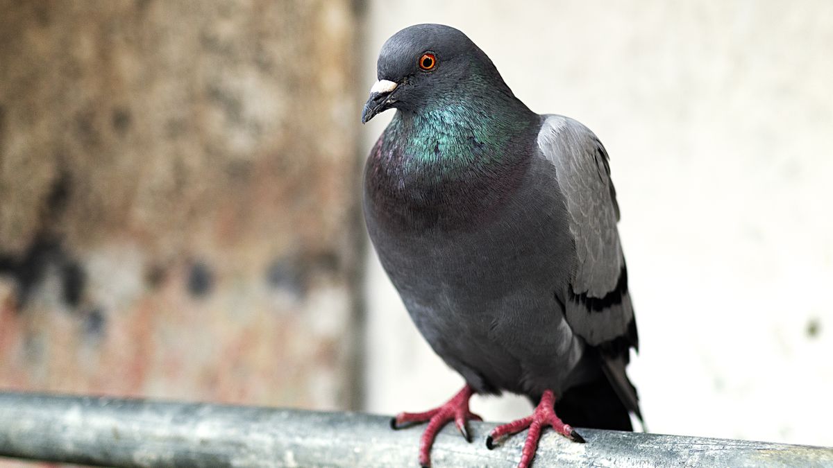 Jak odstraszyć gołębie z balkonu? 