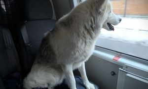 Pracownicy pociągu zauważyli nietypowego pasażera. Wezwali służby