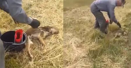 Ciągnął na łańcuchu przez wieś zakrwawionego psa