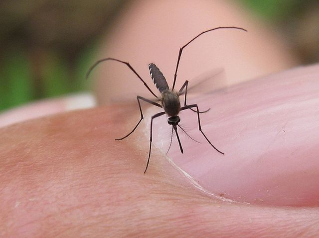 Komary nową wymówką dla zdradzających?
