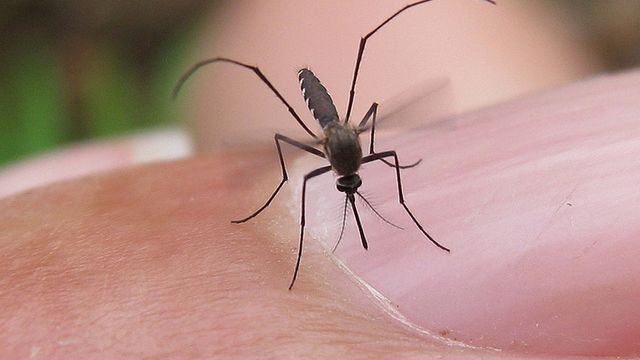 Komary nową wymówką dla zdradzających? 1