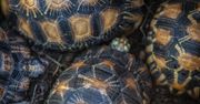 Chcieli przemycić 48 lemurów i 1076 żółwi. Wpadli na gorącym uczynku