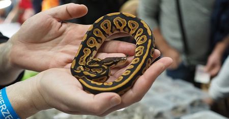 Żółwie, gekony, węże i pająki. Przed nami Targi Terrarystyczne Botaniczne na Targach Lublin