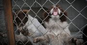 Gdańsk: Psy do adopcji ze schroniska Promyk. Te czworonogi czekają na nowe domy