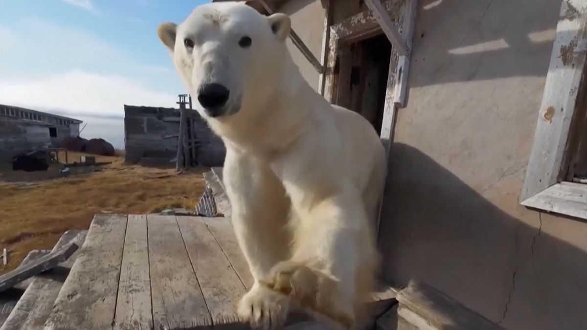 niedźwiedź polarny