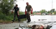 Co stało się z Odrą? Ten koktajl toksyn odpowiada za katastrofę