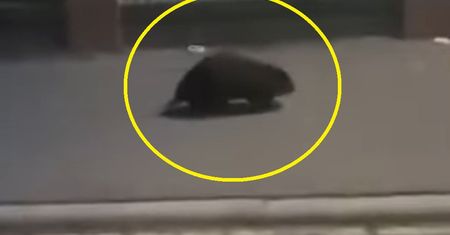 Niezwykle rzadki widok w Gnieźnie. Interweniowała policja