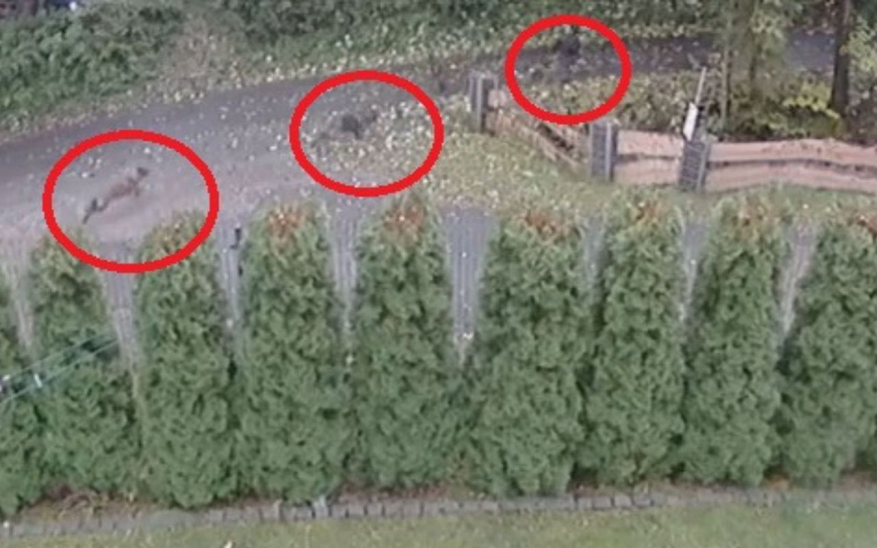 Samosąd na psach z Brennej? Hipoteza się potwierdza. Będzie sekcja