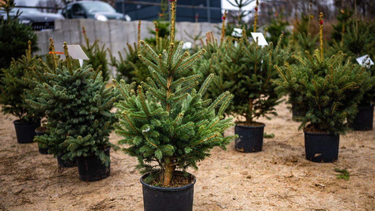 Niewinny zakup drzewka może być źródłem problemów