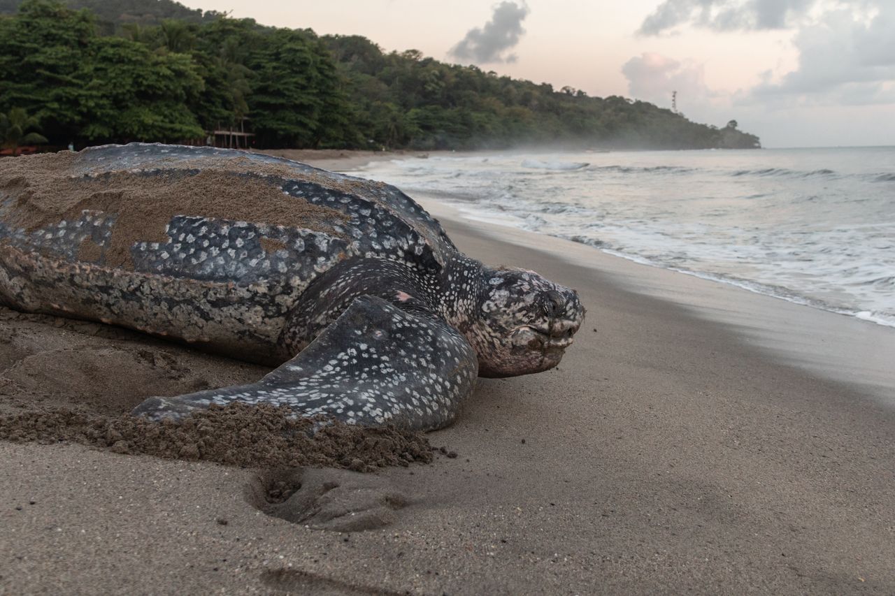 Leatherback turtle sets new deep dive record in Solomon Islands